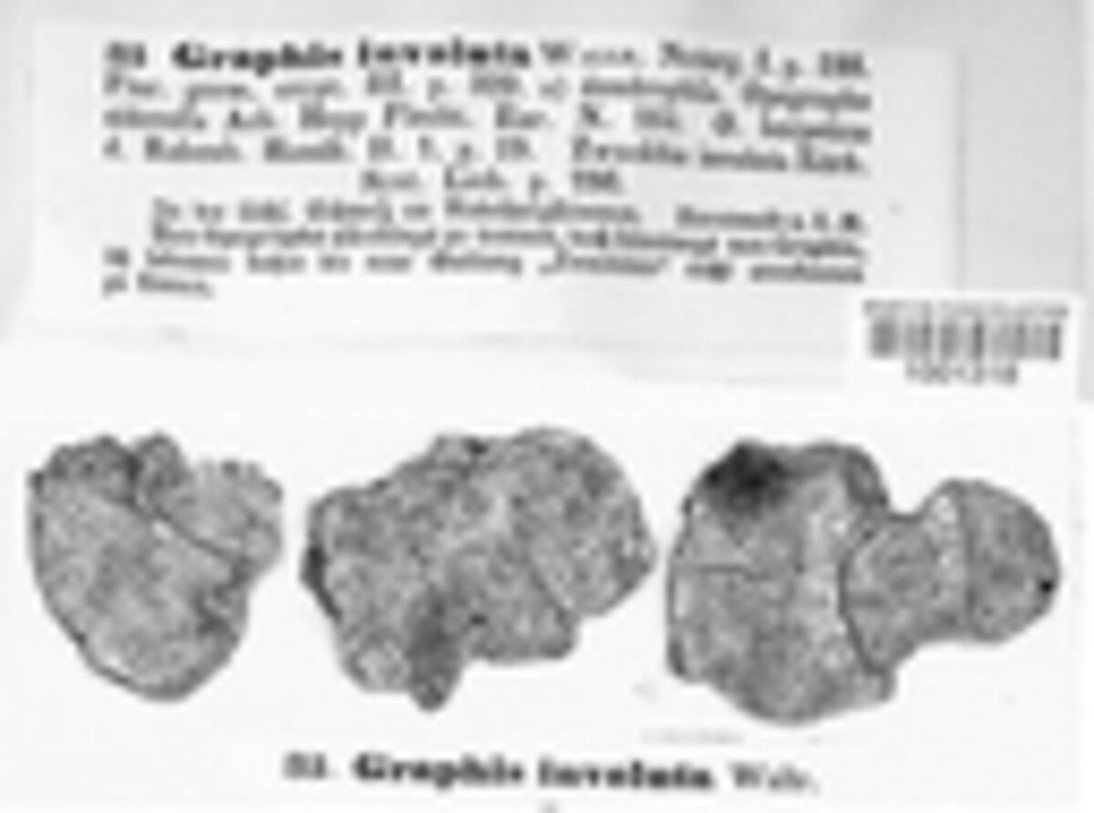 Graphis involuta image